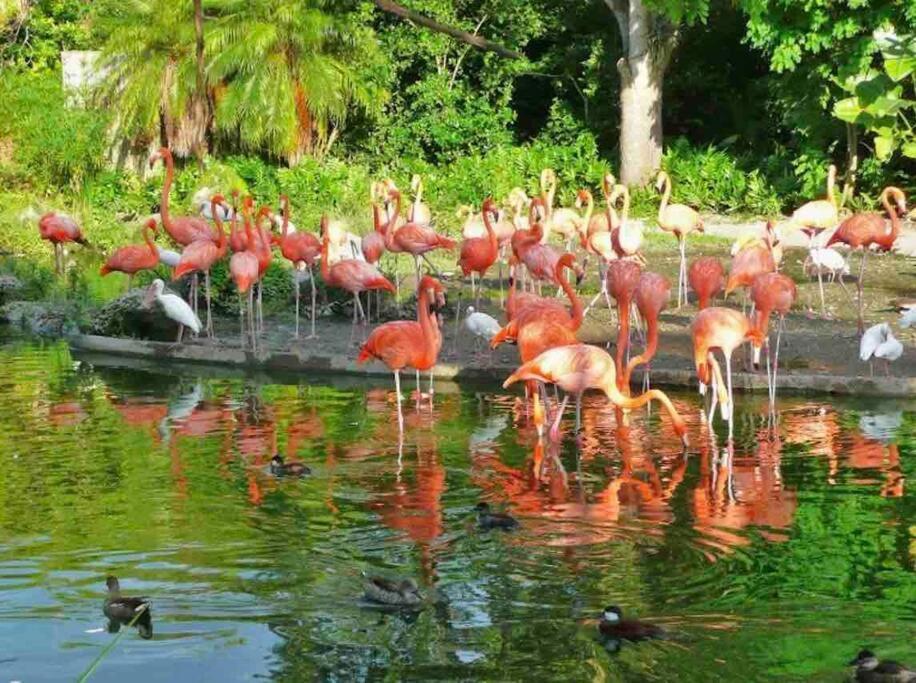 Villa Amazing & Cozy Duplex Near Zoo Miami ! Esterno foto